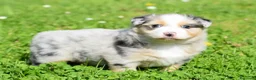 Australian Shepherd cani in vendita: AUSTRALIAN SHEPHERD a Provincia di Padova - Annuncio 22
