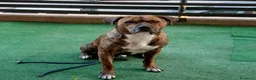 Meticcio cani in regalo: AZLAN mix cane corso 4 anni cerca casa in adozione - Annuncio 3