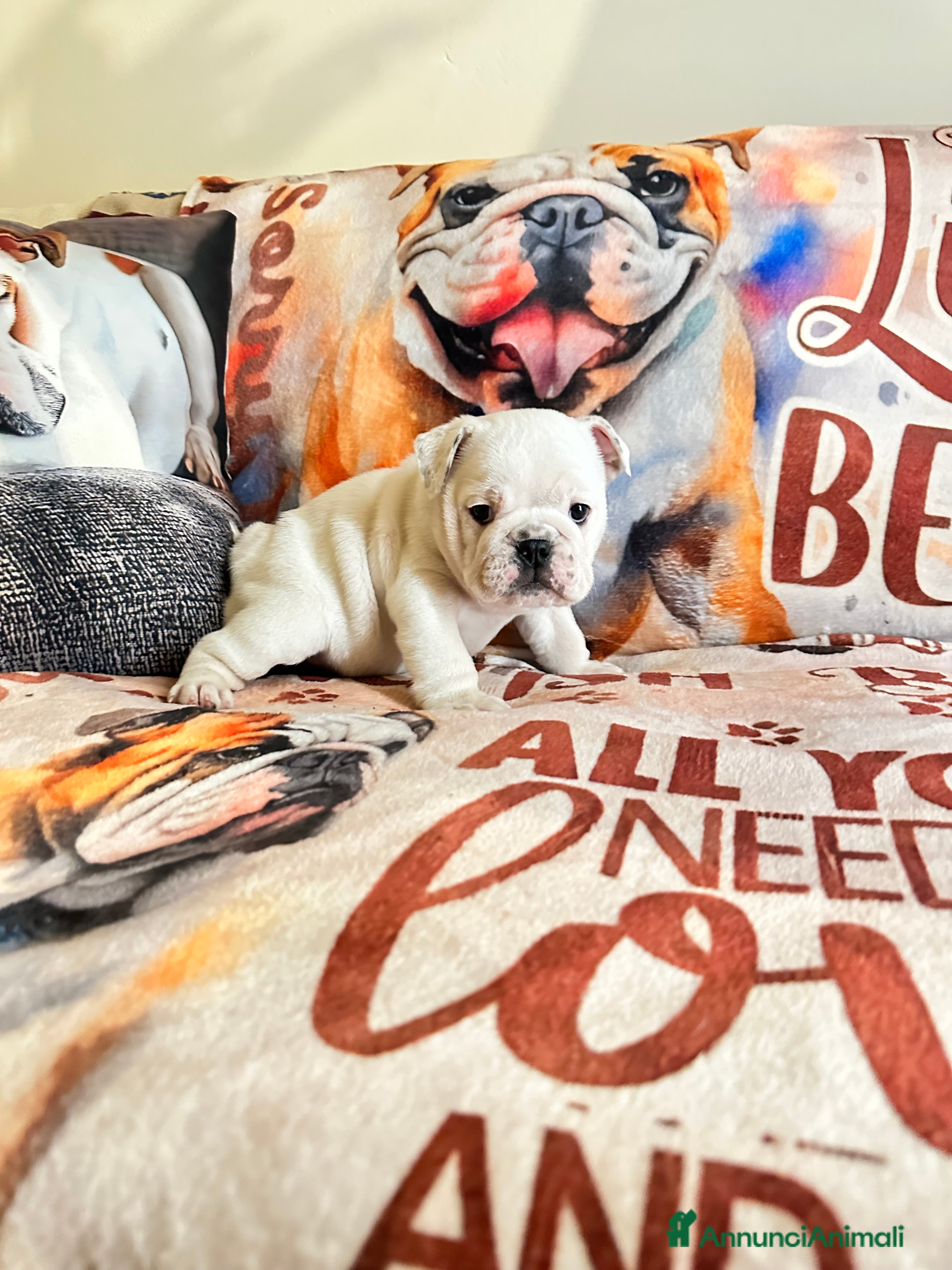 Bulldog cani Cuccioli di bulldog - Annuncio 2