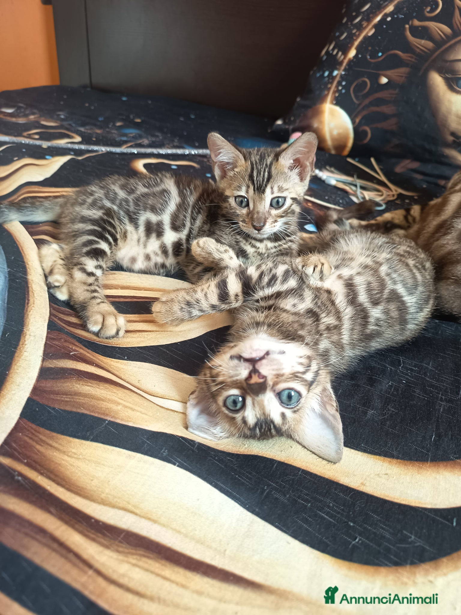 Bengala gatti meravigliosi feminucce Bengala  - Annuncio 1