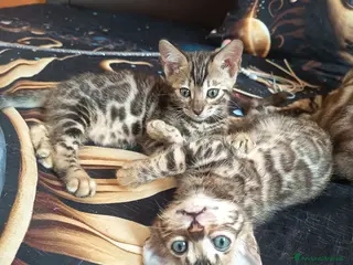 Bengala gatti meravigliosi feminucce Bengala - Annuncio 1