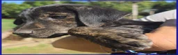 Meticcio cani in regalo: TIZZO 4mesi sopravvisuto alle fiamme - Annuncio 2