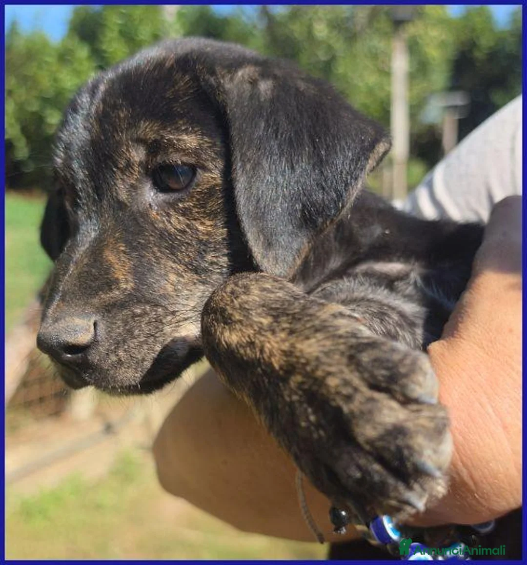 Meticcio cani in regalo: TIZZO 4mesi sopravvisuto alle fiamme - Annuncio 2