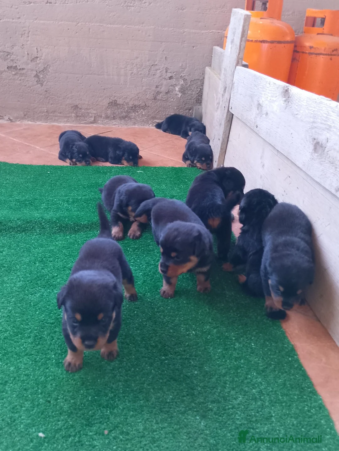 Rottweiler cani in vendita: Vendo cuccioli di Rottweiler  - Annuncio 2
