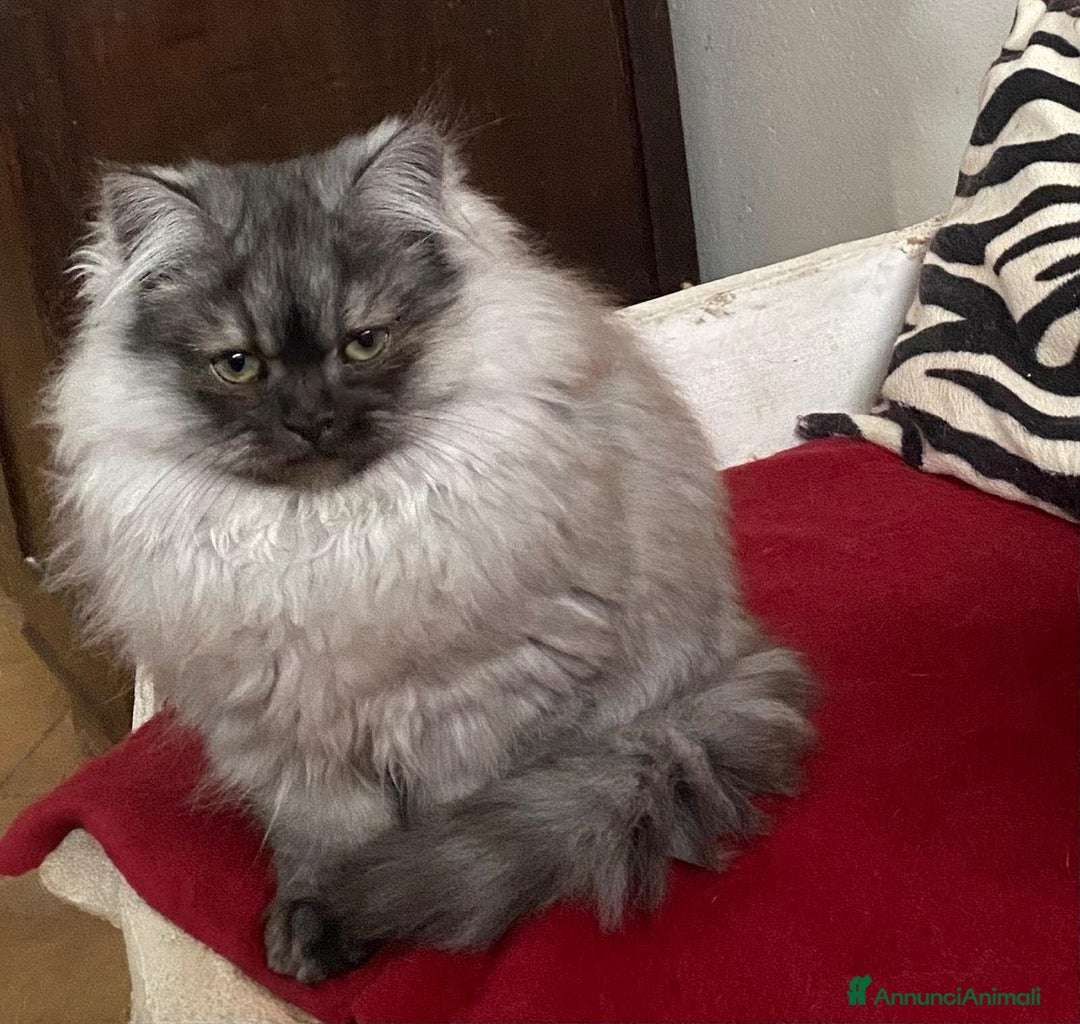 Persiano gatti in vendita: Cucciolo di persiani normotipo MASCHIO  - Annuncio 7