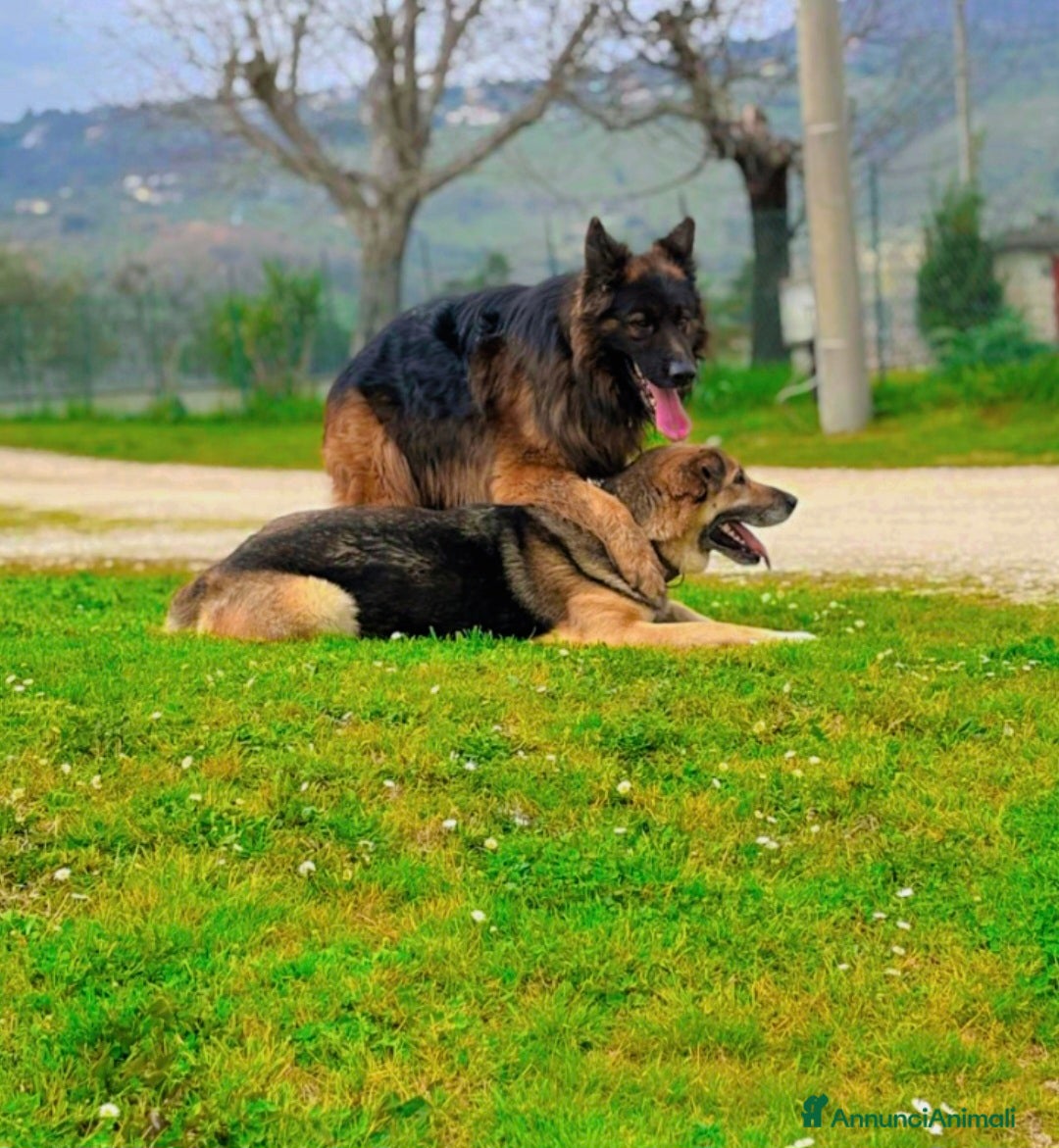 Pastore Tedesco cani Cuccioli pastore tedesco  - Annuncio 2