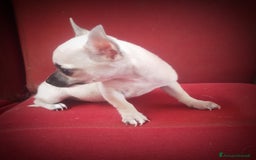 Chihuahua cani in vendita: CHIHUAHUA  a Città Metropolitana di Cagliari - Immagine 3