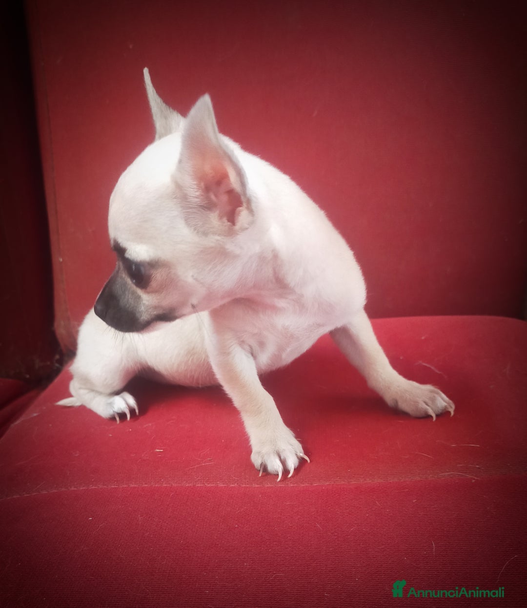 Chihuahua cani in vendita: CHIHUAHUA  a Città Metropolitana di Cagliari - Immagine 3