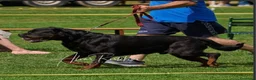 Rottweiler cani in vendita: Disponibili cucciolo Rottweiler - Annuncio 33