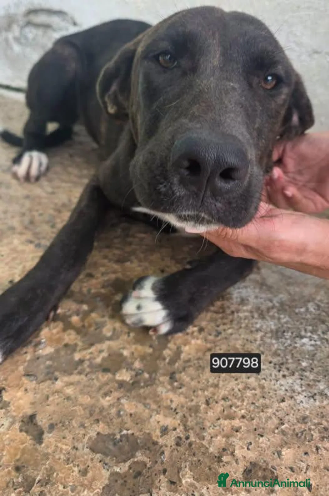 Meticcio cani in regalo: Gea .. - Annuncio 1