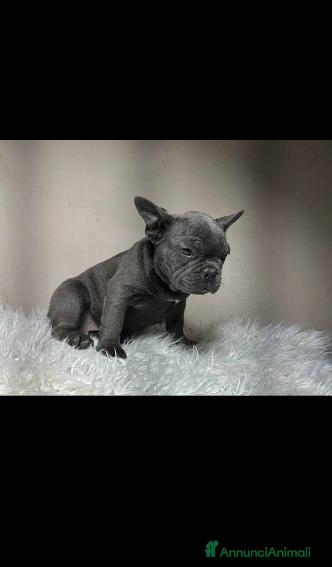 Bulldog Francese cani in vendita: Bulldog francese cuccioli - Annuncio 5