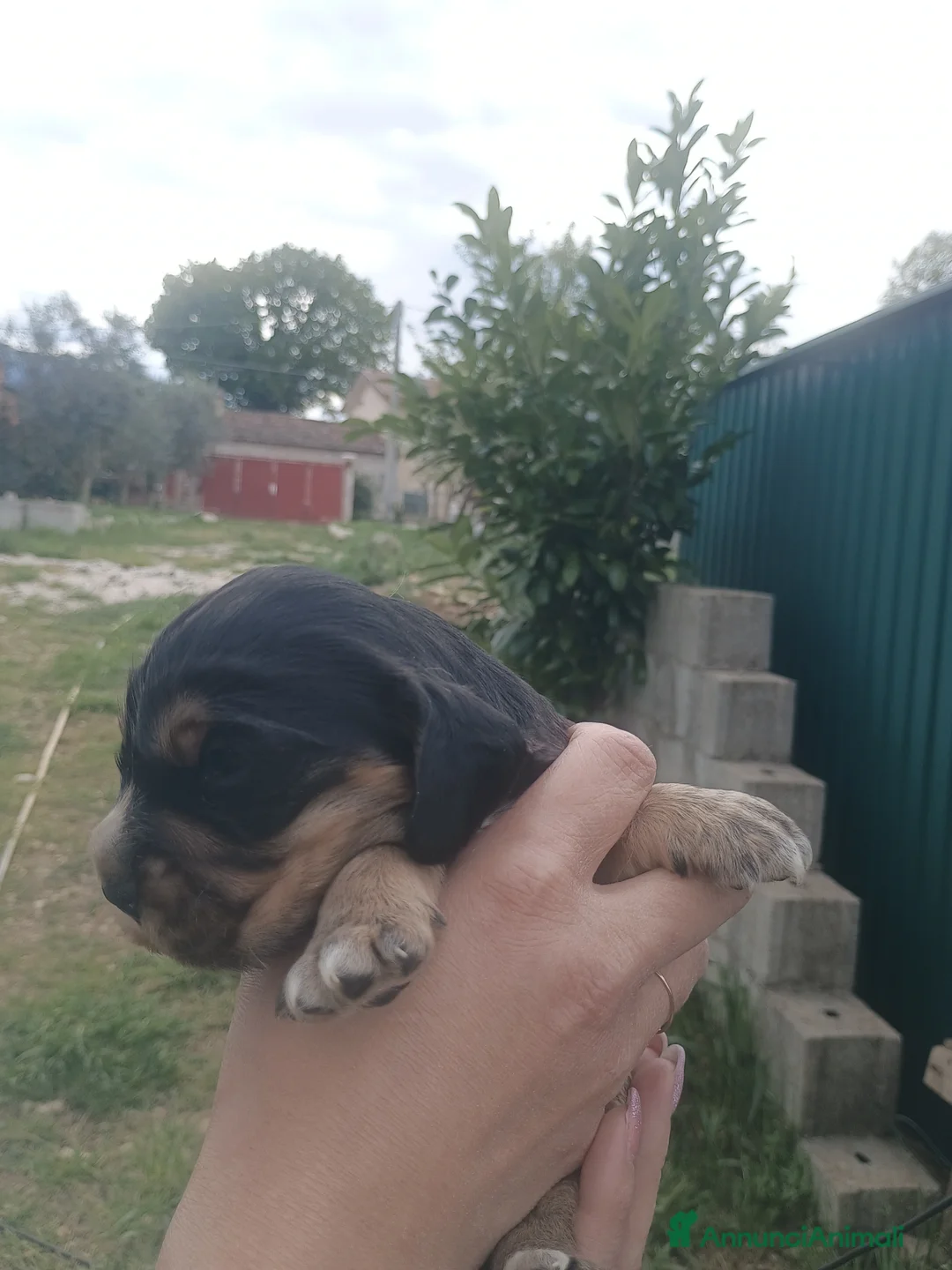 Cocker cani in vendita: Cocker  - Annuncio 2