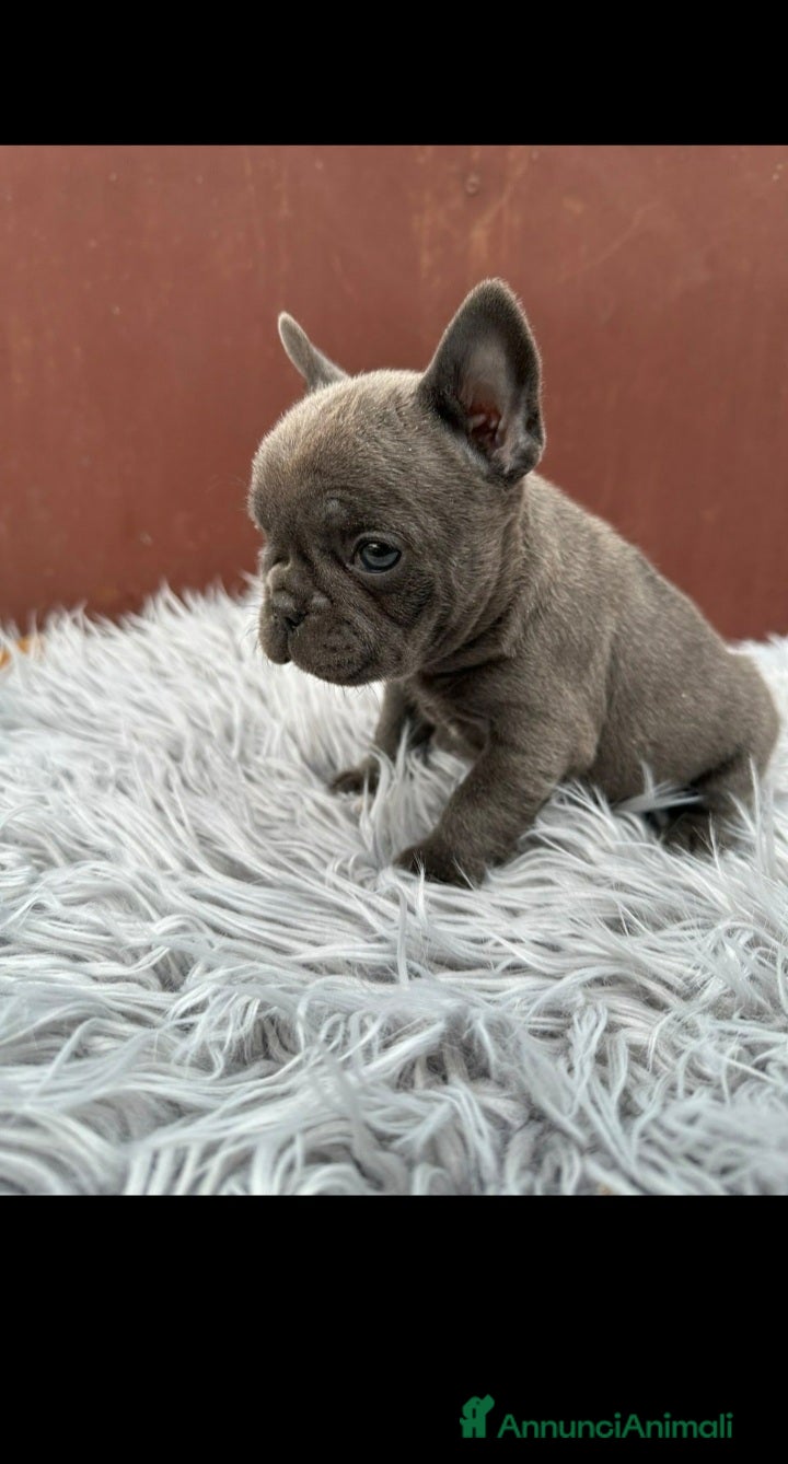 Bulldog Francese cani Bulldog francesi merle e blu - Annuncio 7