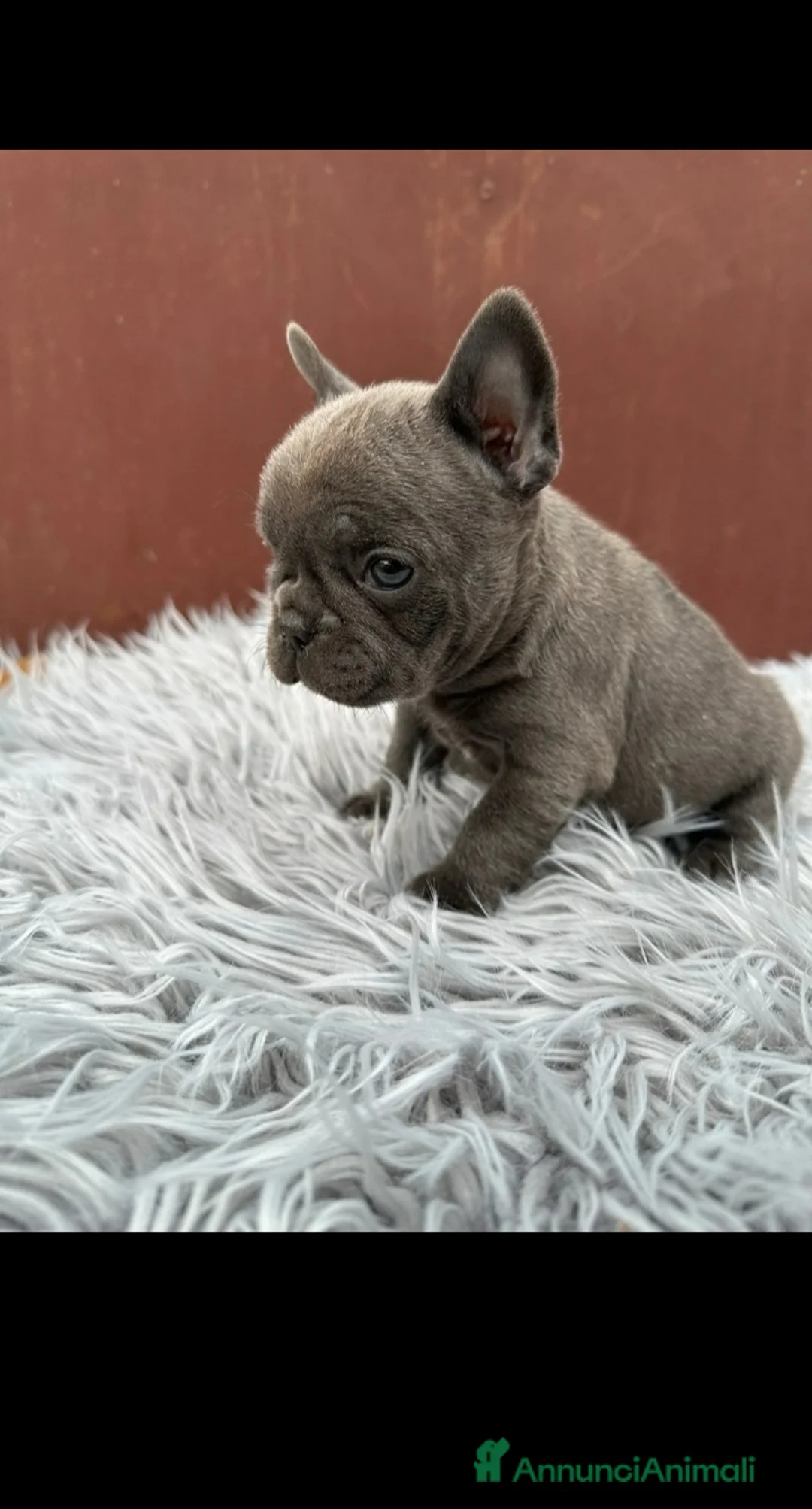 Bulldog Francese cani in vendita: Bulldog francesi merle e blu - Annuncio 1