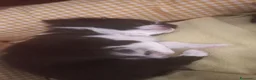 Chihuahua cani in vendita: Chihuahua a pelo lungo  - Annuncio 21