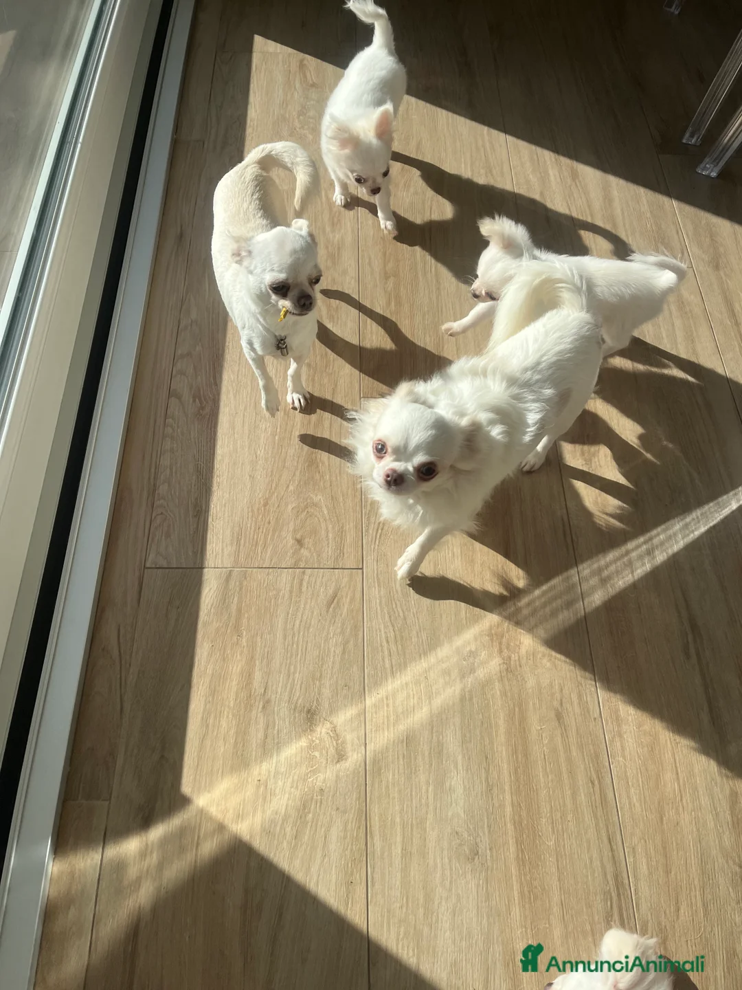 Chihuahua cani in vendita: Chihuahua con pedigree - Annuncio 1