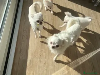 Chihuahua cani Chihuahua con pedigree - Annuncio 1