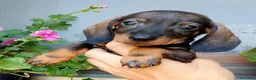 Bassotto cani in vendita: Bassotto pelo corto femmina con pedigree  - Annuncio 13