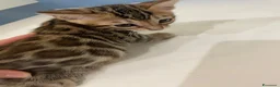 Bengala gatti in vendita: Cuccioli bengala - Annuncio 2