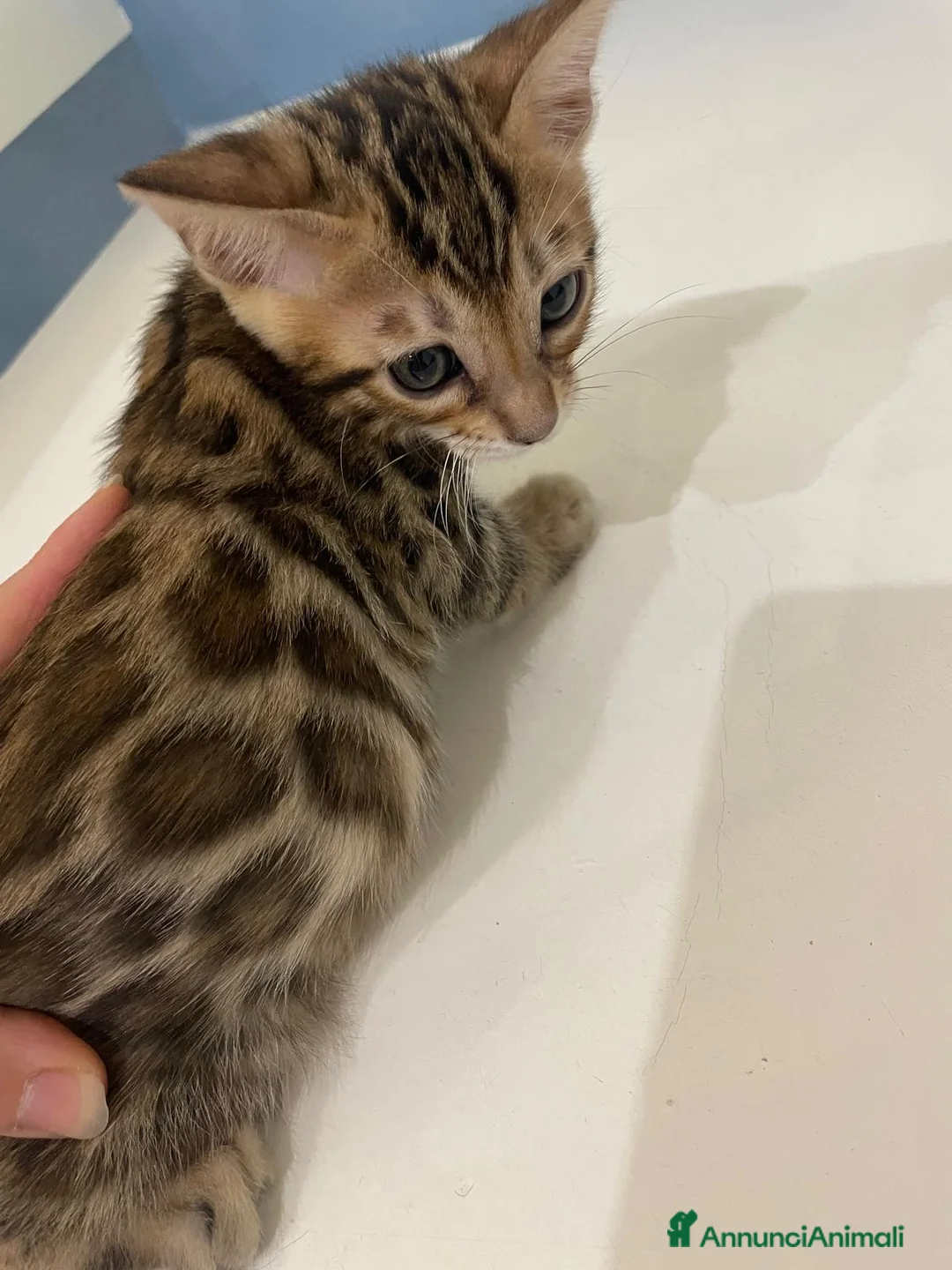 Bengala gatti in vendita: Cuccioli bengala - Annuncio 2
