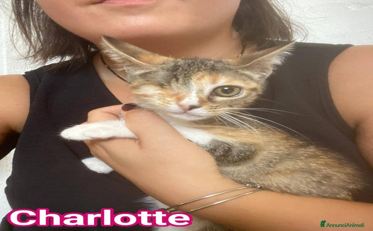 Europeo gatti - Annuncio 15