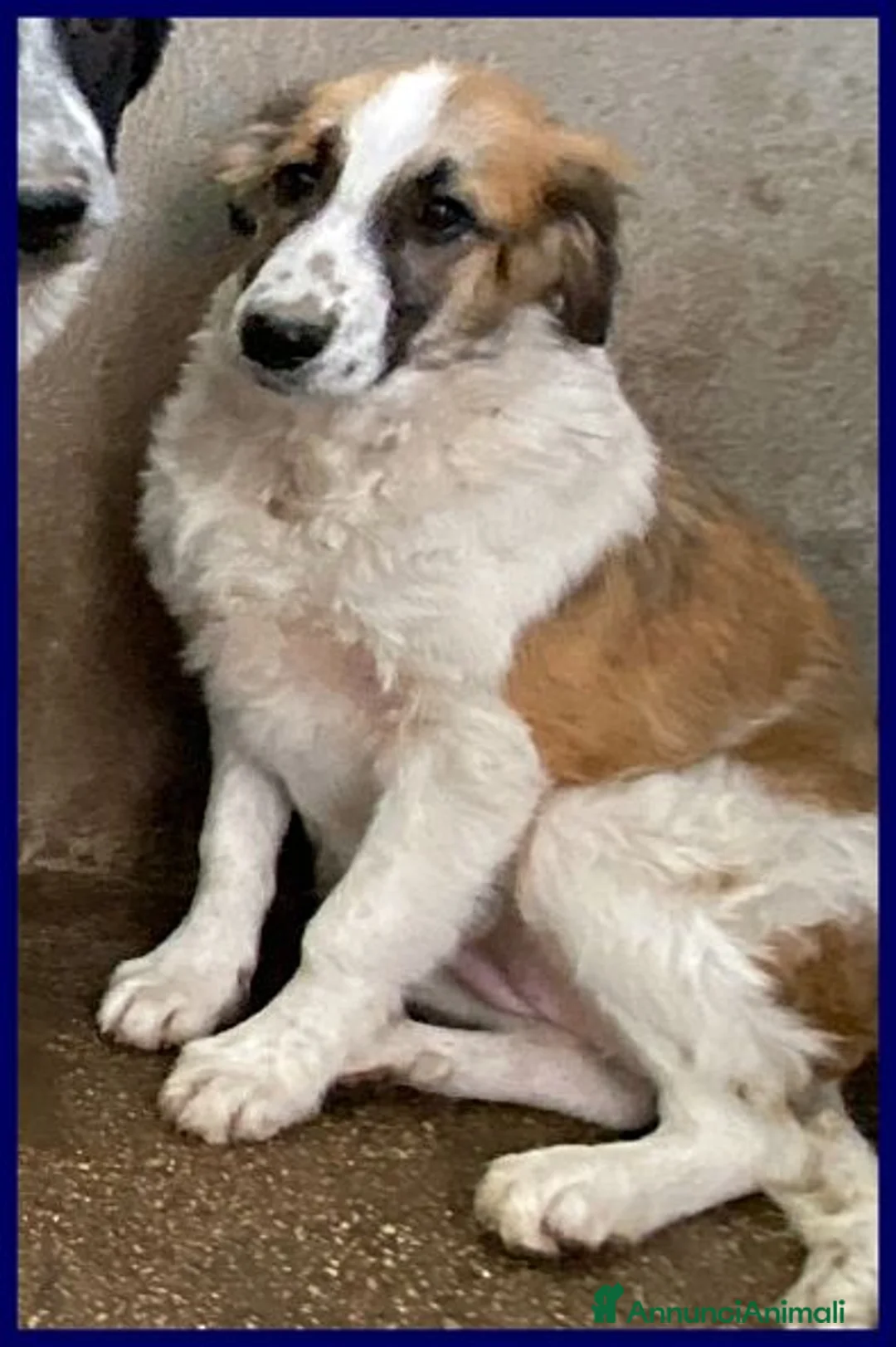 Meticcio cani in regalo: TESIS adorabile cicciotta - Annuncio 1