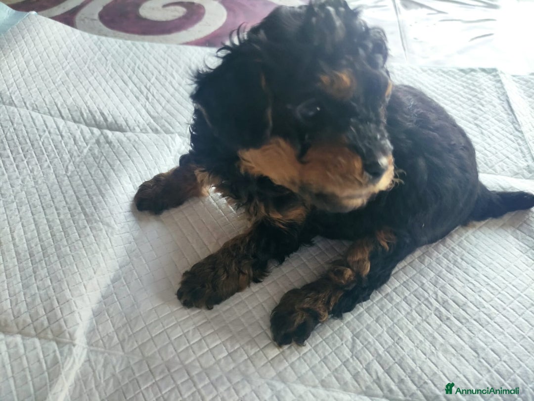 Barboncino Toy cani in vendita: Barboncino Toy Phantom  - Annuncio 11