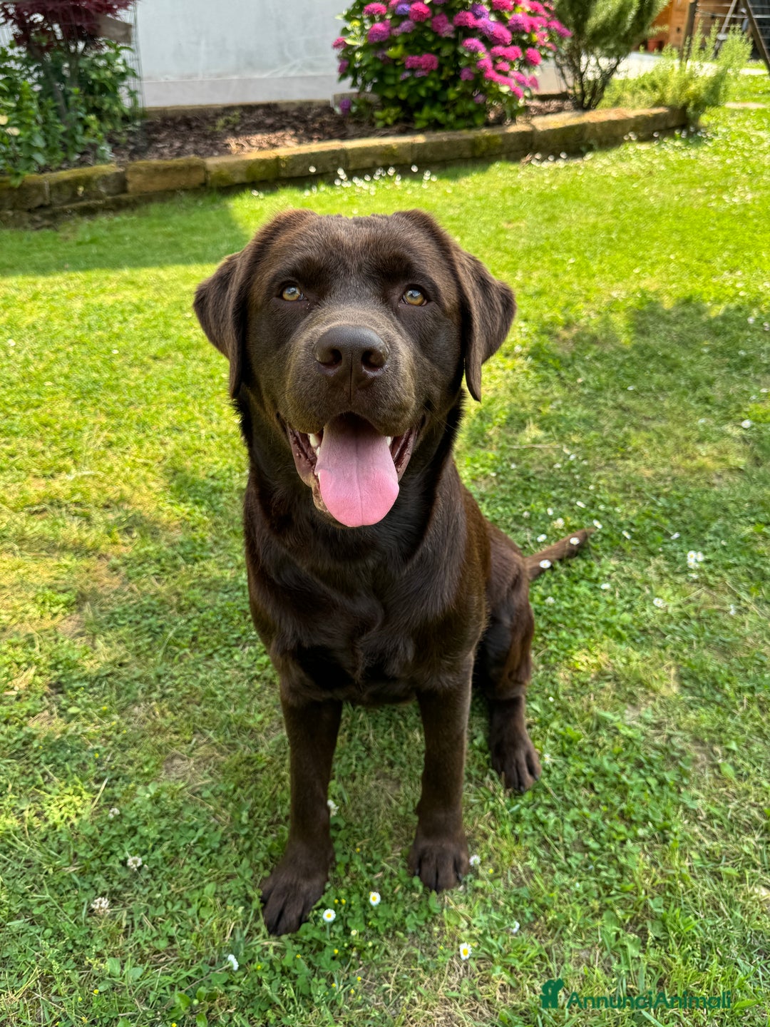 Labrador cani per accoppiamento: Disponibile per accoppiamento  - Annuncio 3