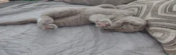 British gatti in vendita: Splendidi gattini di pura razza British Shorthair  - Annuncio 8