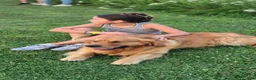 Golden Retriever cani per accoppiamento: Maschio di 2 anni linea inglese x monta - Annuncio 7