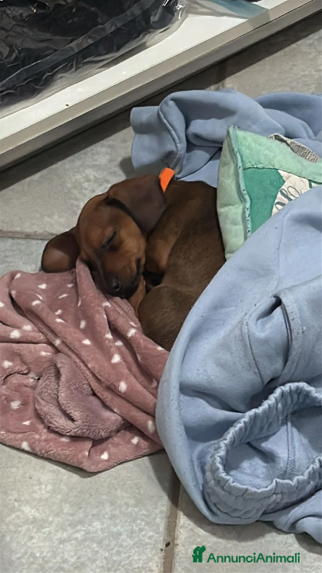 Bassotto cani in vendita: bassotto. Femmina  - Annuncio 2