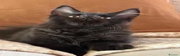 Maine Coon gatti in vendita: Maine Coon Black - Annuncio 9