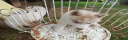 Husky cani in vendita: Siberian husky  - Annuncio 8