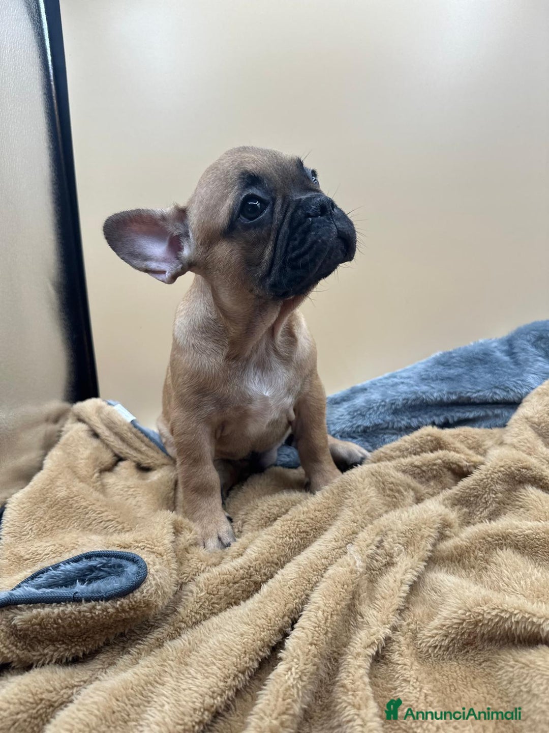 Bulldog Francese cani in vendita: Bouledogue Francese con Pedigree - Annuncio 9