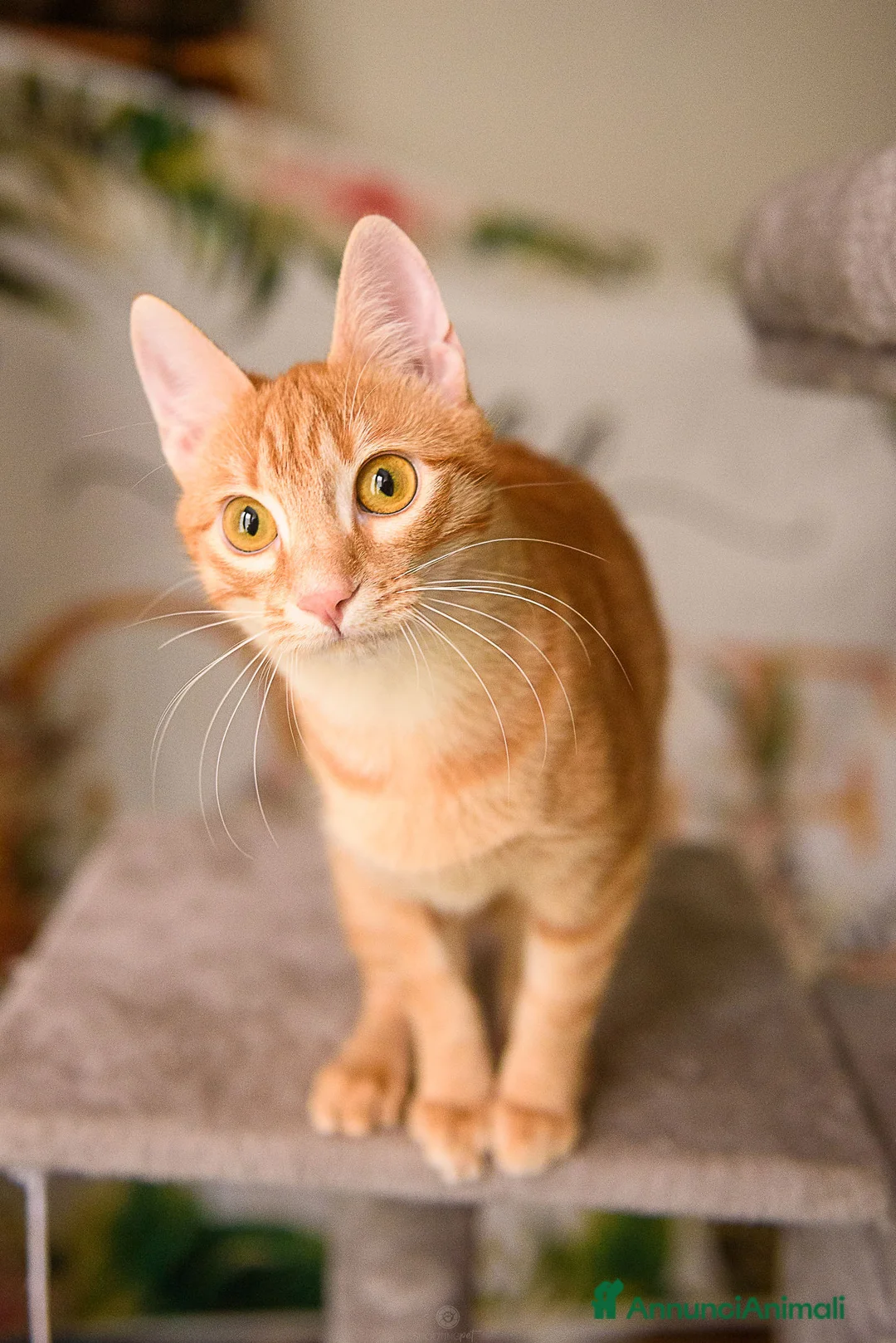 Europeo gatti in regalo: Adotta Zoe, porta vita nella tua vita - Annuncio 5