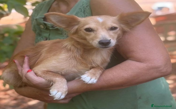 Chihuahua cani - Annuncio 1