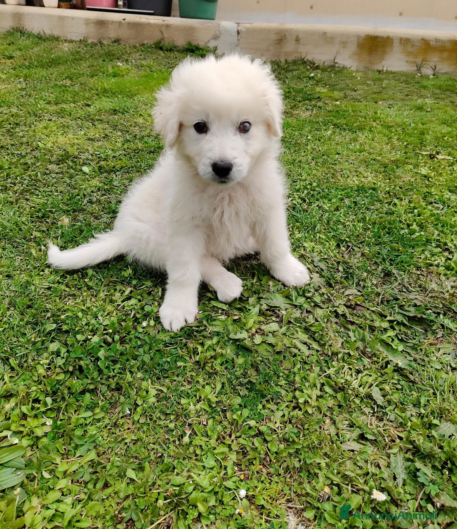 Meticcio cani UNA MAMMA PER SID - Annuncio 1