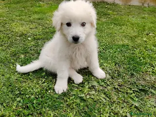 Meticcio cani UNA MAMMA PER SID - Annuncio 1