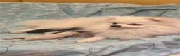 Spitz cani in vendita: Cucciolo di spitz di Pomerania  - Annuncio 3