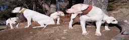 Dogo Argentino cani in vendita: Cucciola Dogo Argentino - Annuncio 1