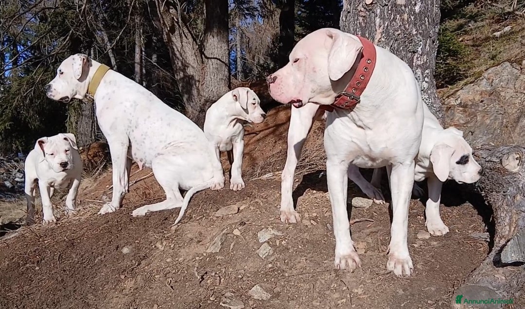 Dogo Argentino cani in vendita: Cucciola Dogo Argentino - Annuncio 1
