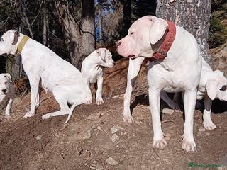 Dogo Argentino cani Cucciola Dogo Argentino - Annuncio 1