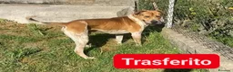 Meticcio cani in regalo: CASPER bravo ed equilibrato - Annuncio 8