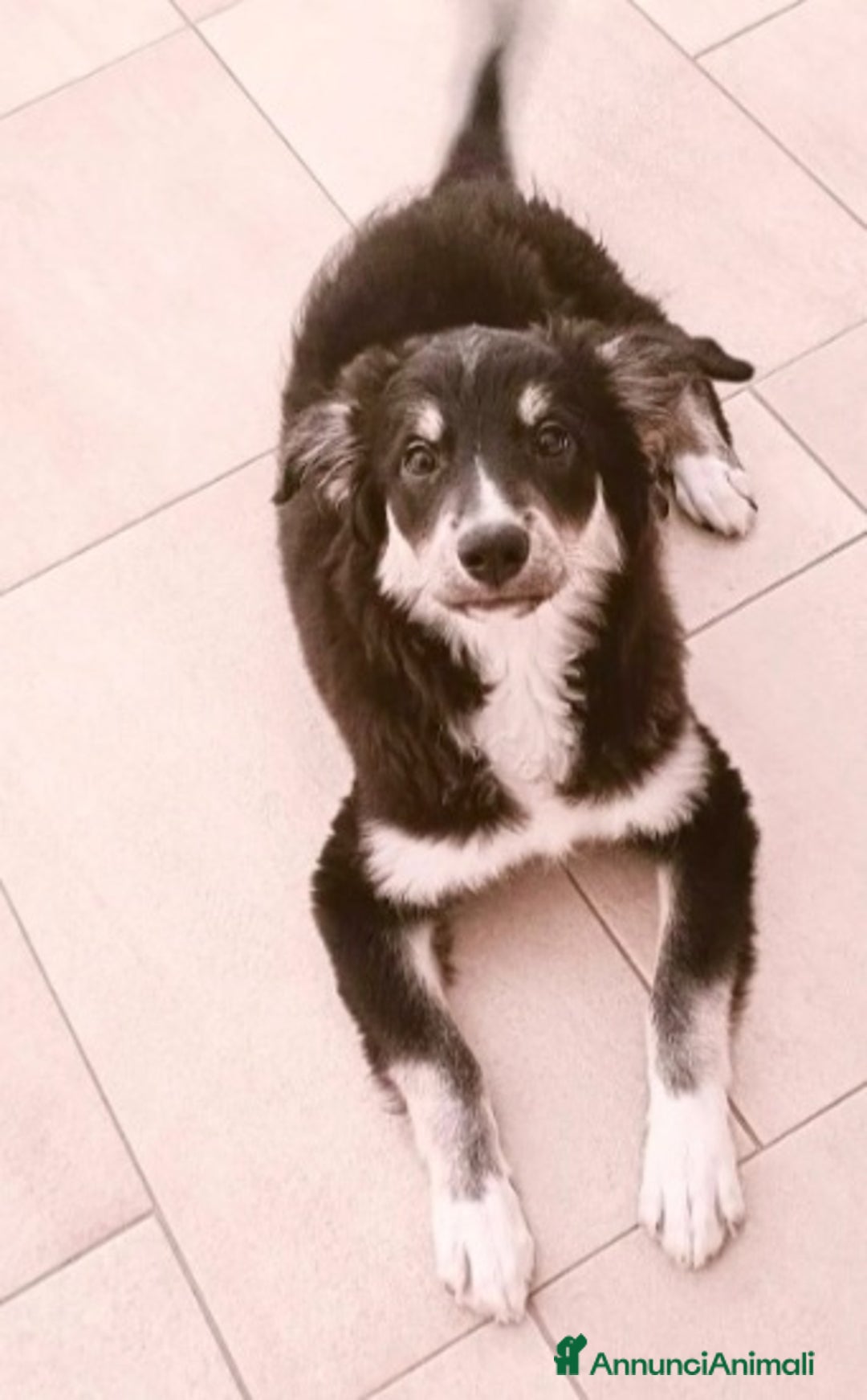 Meticcio cani in regalo: Kaos quasi 6mesi NESSUNO LO NOTA! FOGGIA SOS CASA a Città metropolitana di Milano - Annuncio 3