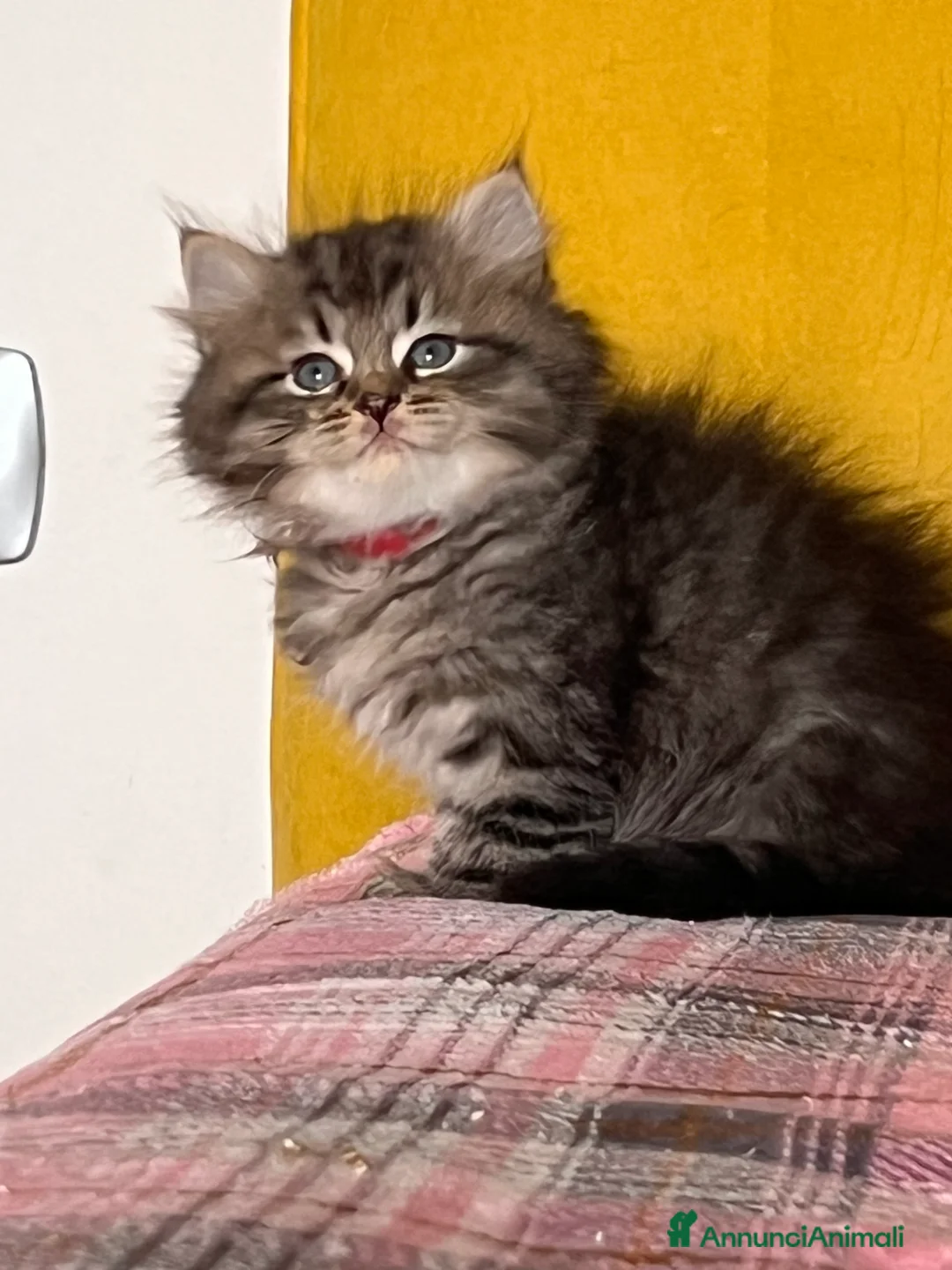 Siberiano gatti in vendita: Siberiani  - Annuncio 5