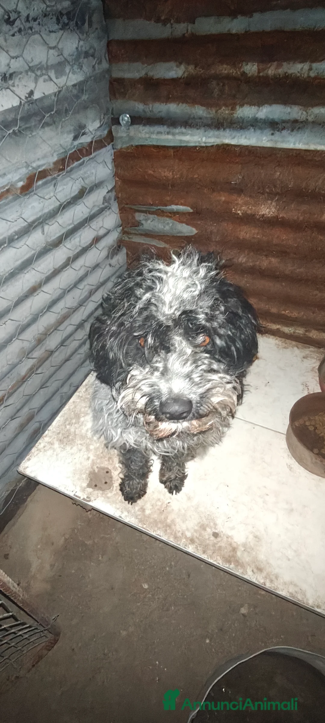 Meticcio cani in regalo: Regalo cani a Provincia di Ascoli Piceno - Annuncio 2