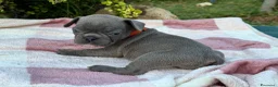 Bulldog Francese cani in vendita: Cuccioli bulldog francese  - Annuncio 13