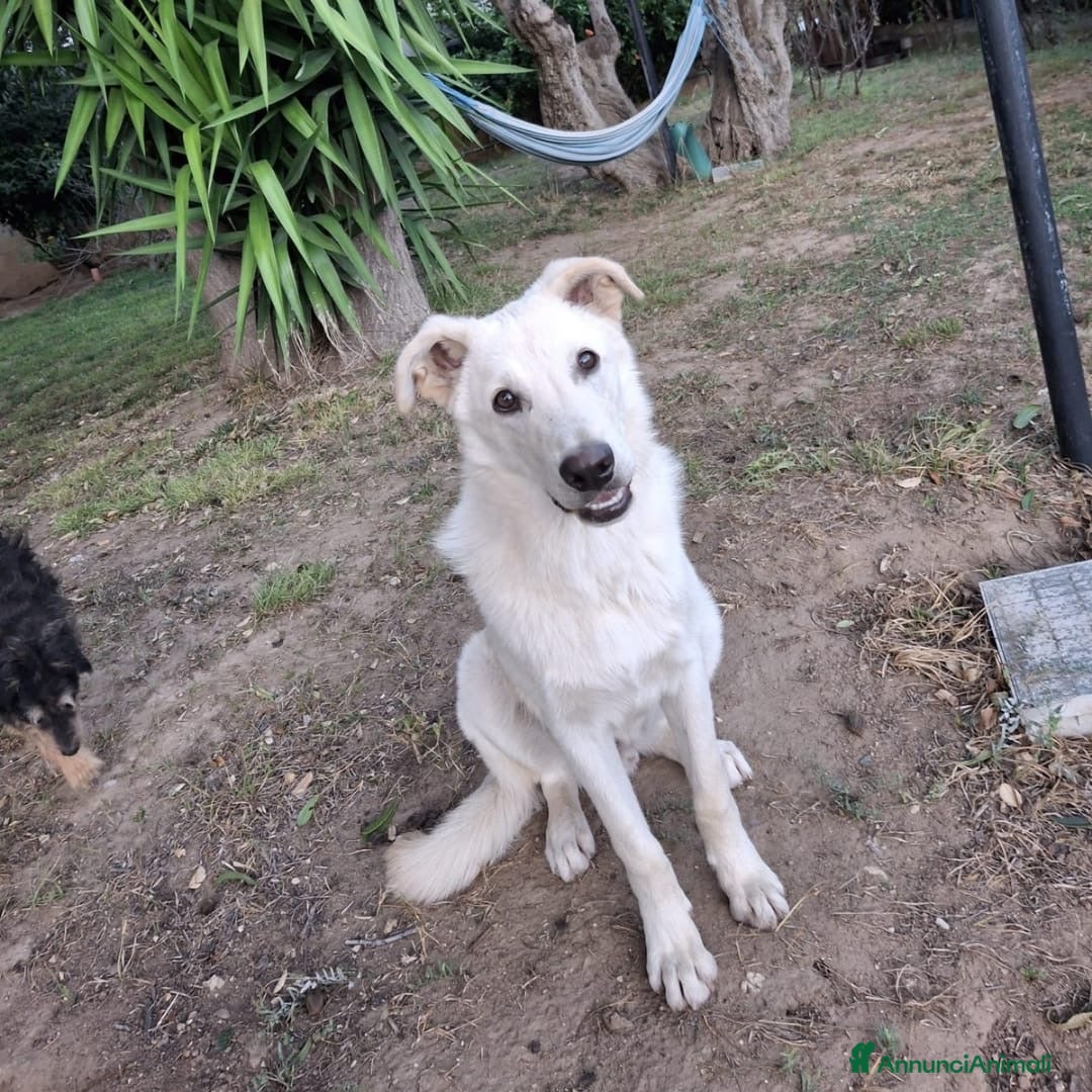 Meticcio cani in regalo: SID 💙 - cucciolo dolcissimo, fantastico compagno - Annuncio 5