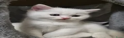 British gatti in vendita: Vendo 6 bellissimi cuccioli di british.  - Annuncio 3