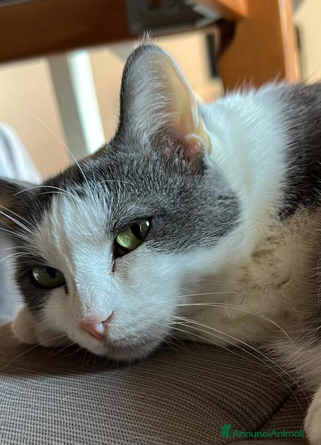 Europeo gatti in regalo: Teneri gatti in adozione, WEINE e UANA! - Annuncio 7